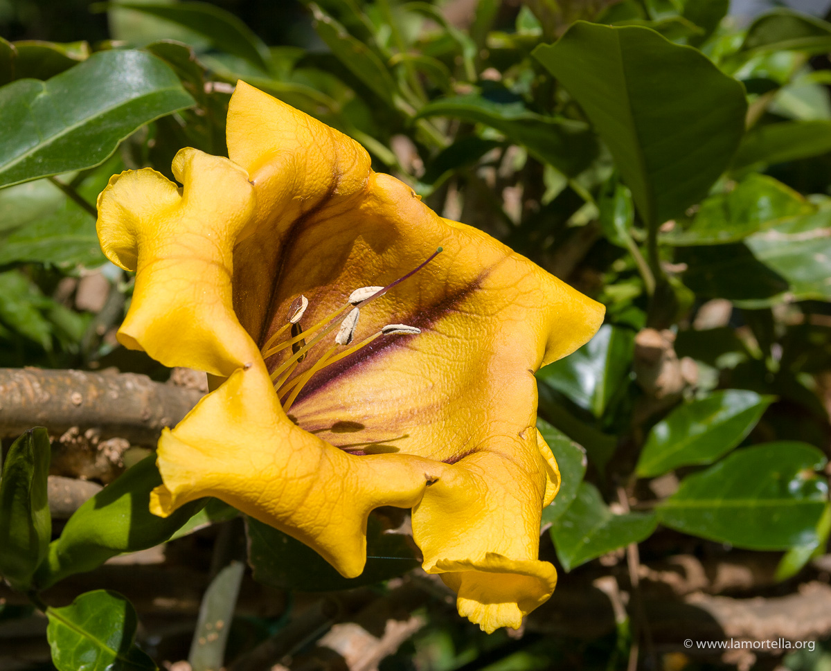 Pereskia aculeata