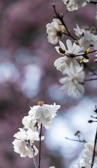 Fioritura delle magnolie