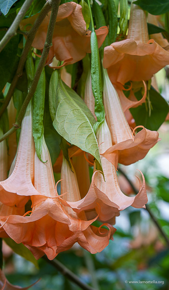 Brugmansia 'GRAND MARNIER'