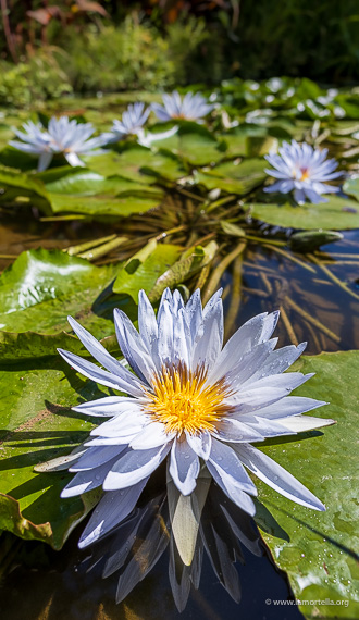 Nymphaea caerulea